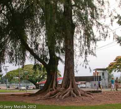 Casuarina tree